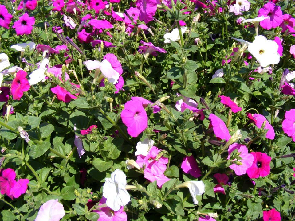 Petunia solanaceae plants