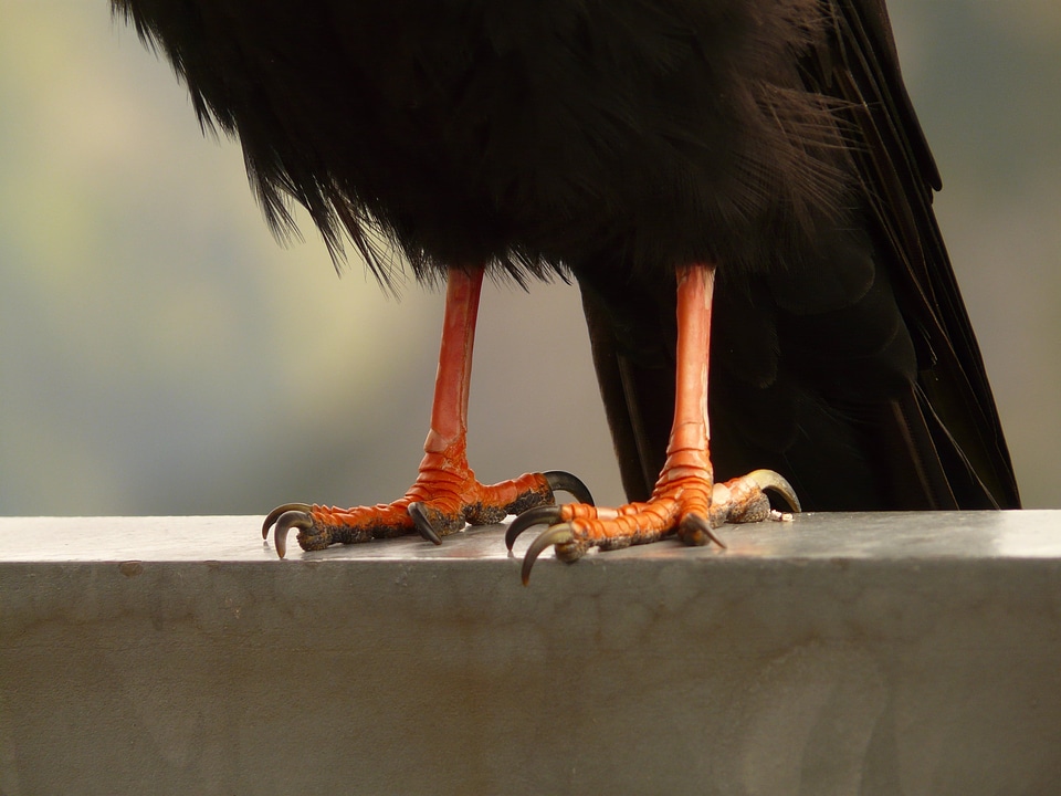 Jochdohle bird raven bird corvidae