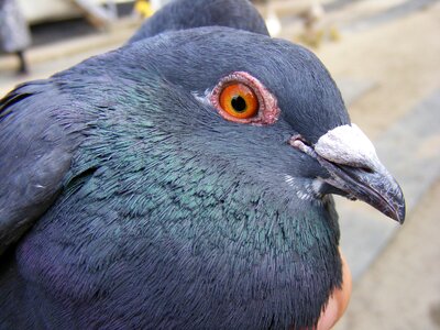Nice pigeon birds photo