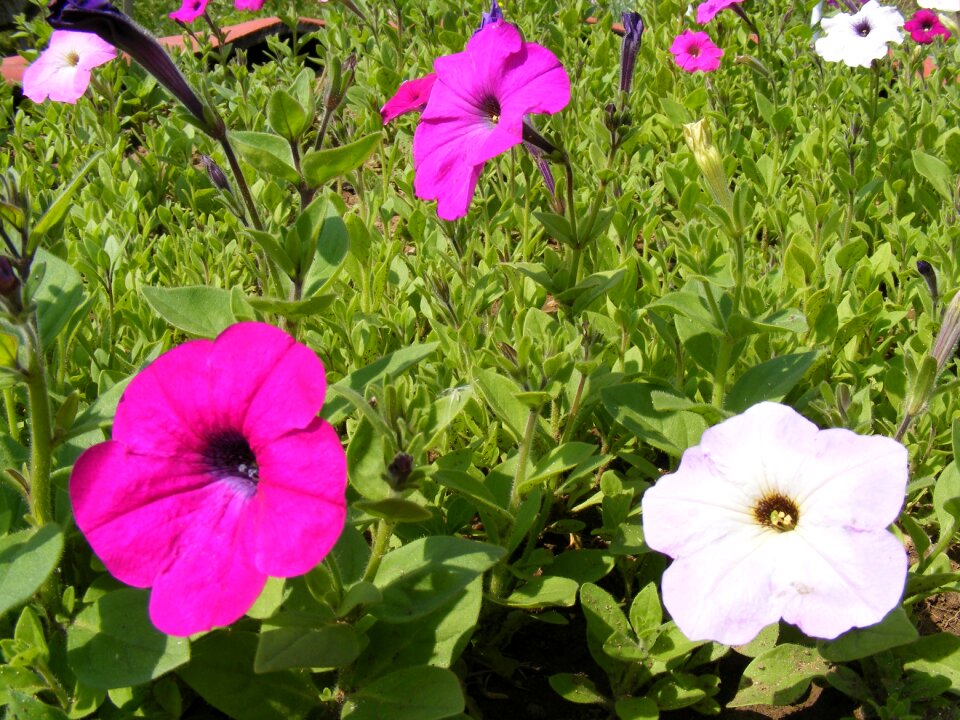 Petunias summer sunny
