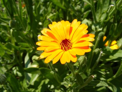 Flowers herb marigold