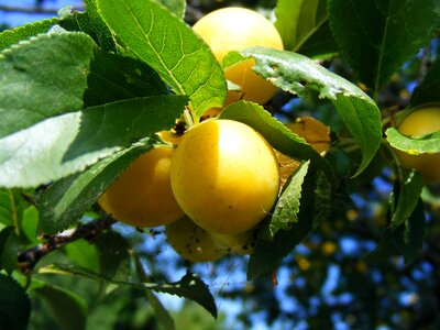 Round sweet yellow