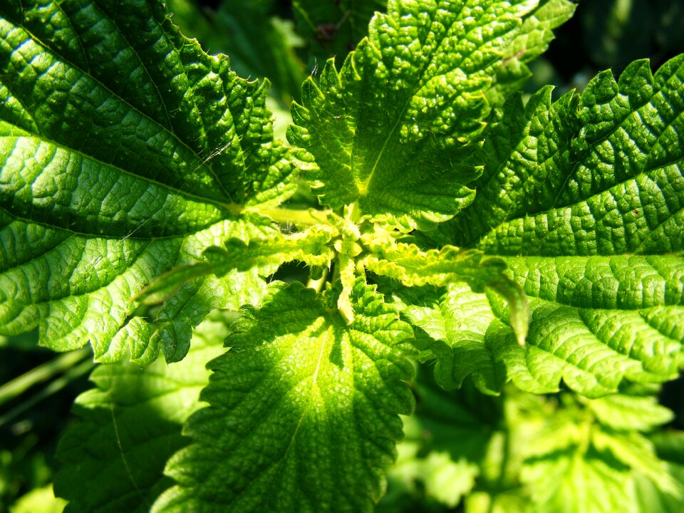 Nettle serotonin stinging