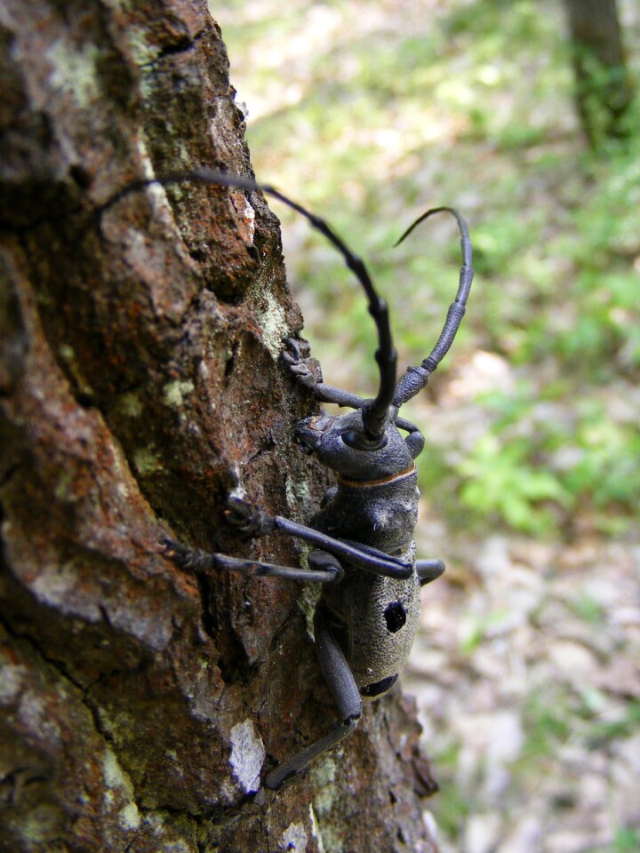 Forest greater longicorn
