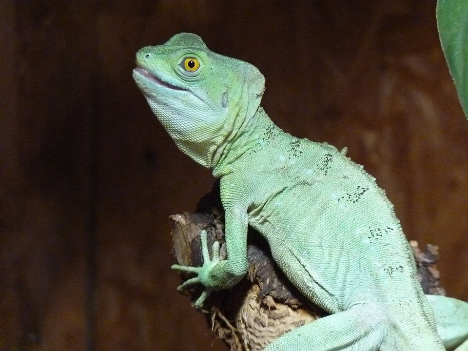 Animal blue bluish