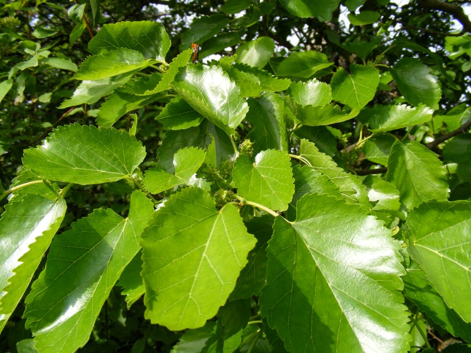 Fruits green leaves