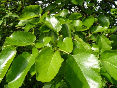 Fruits green leaves