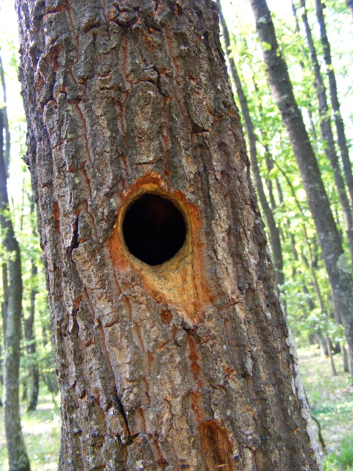 Woodpeckers animals nature