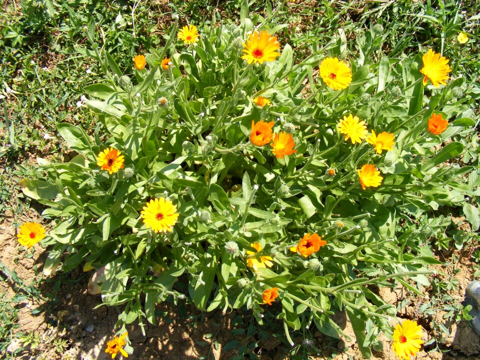 Flowers herb marigold