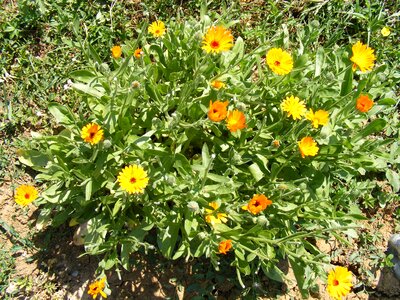 Flowers herb marigold