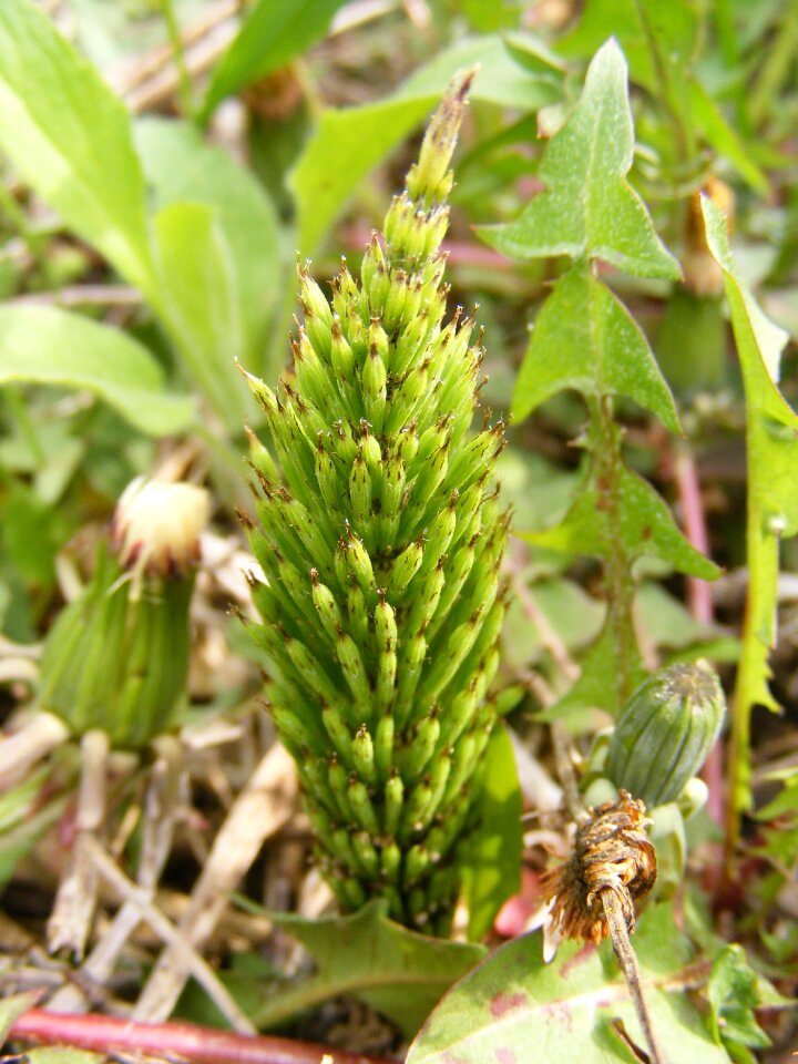 Field horsetail medicinal