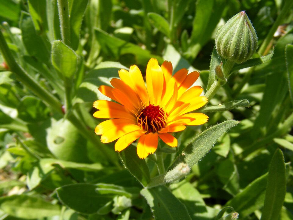 Flowers herb marigold