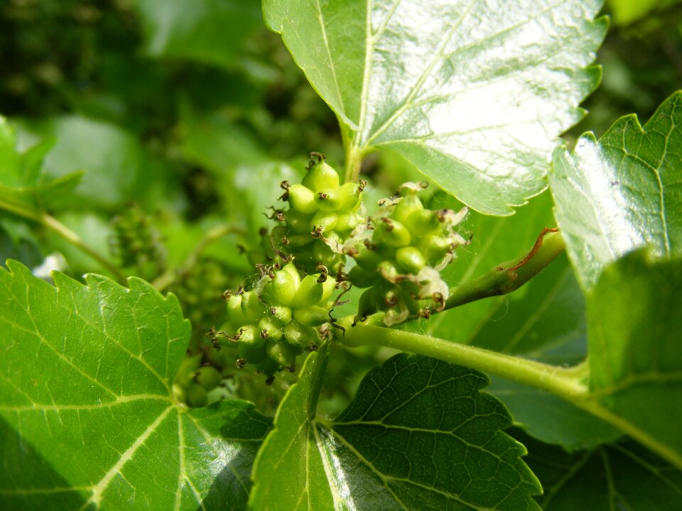 Fruits green leaves