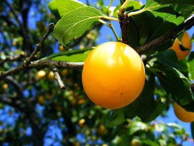 Round sweet yellow