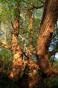 Old trees willow photo