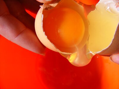 Inside oocyte yellow