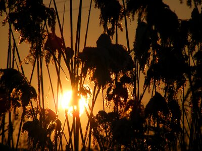 Reed specie sun