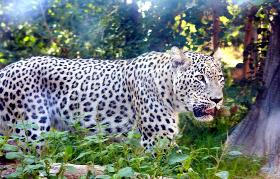 Persian tiger wildlife