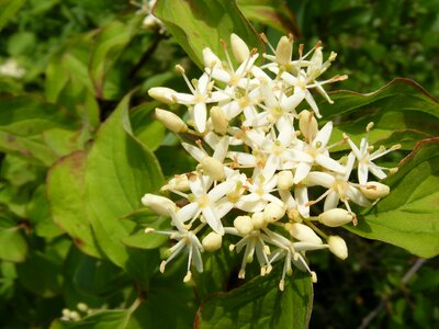 Sanguinea plants spring