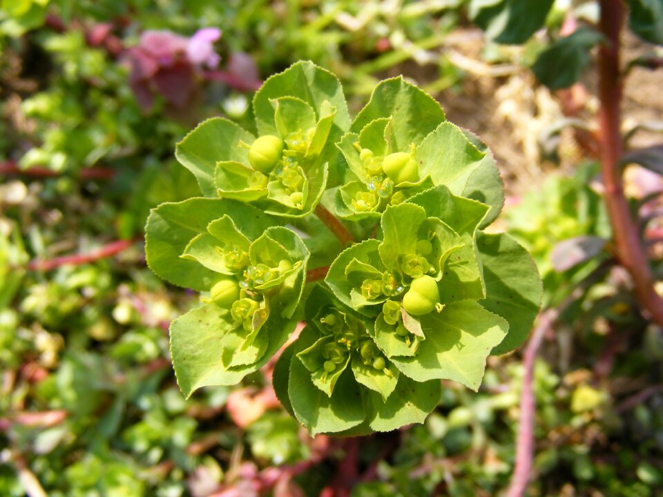 Green spurge yellow