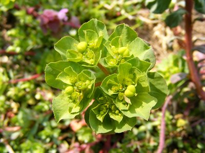 Green spurge yellow