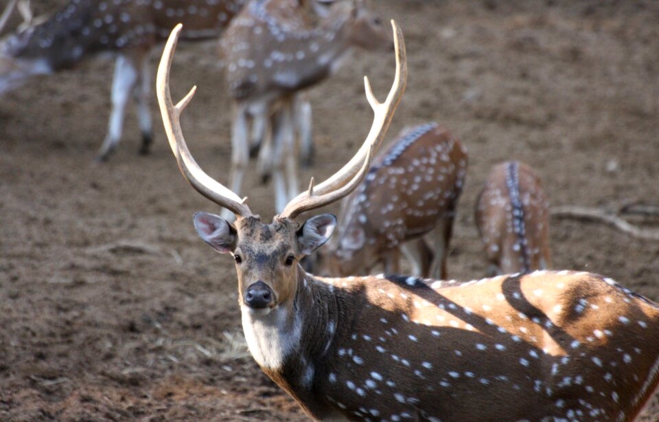 Spots white tailed wild life
