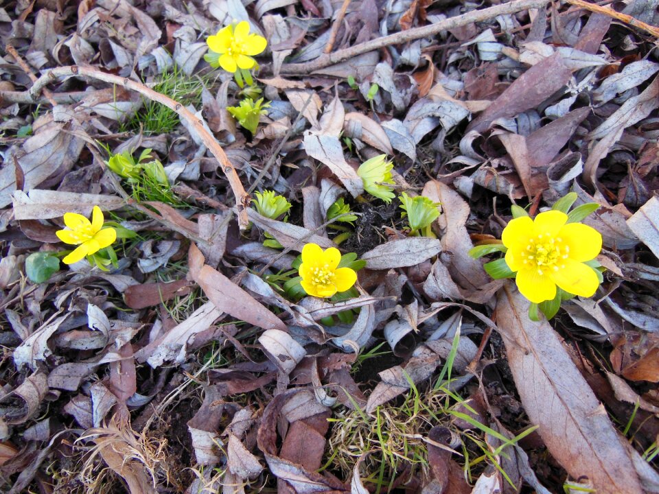 Yellow green background