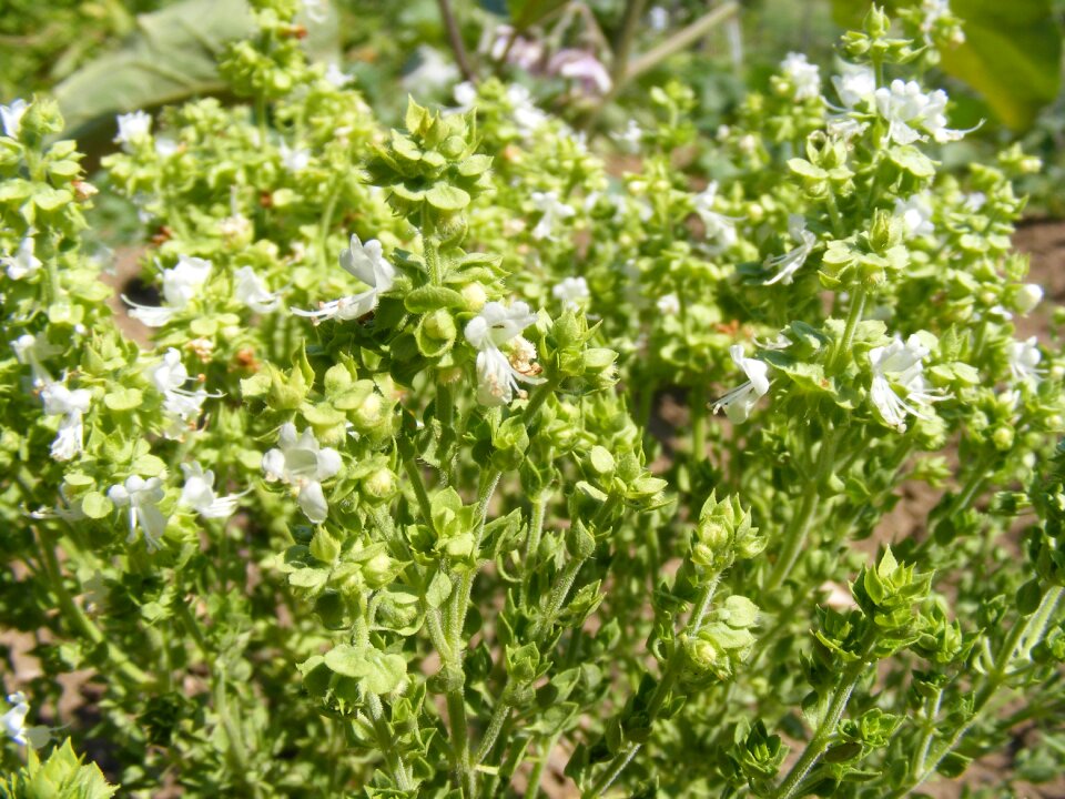 Flowers spices plants