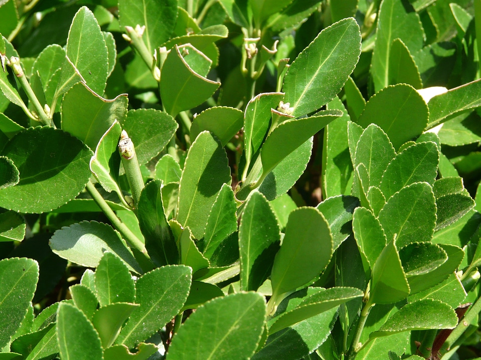 Noble laurel spice laurel laurel greenhouse