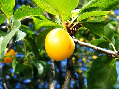 Round sweet yellow