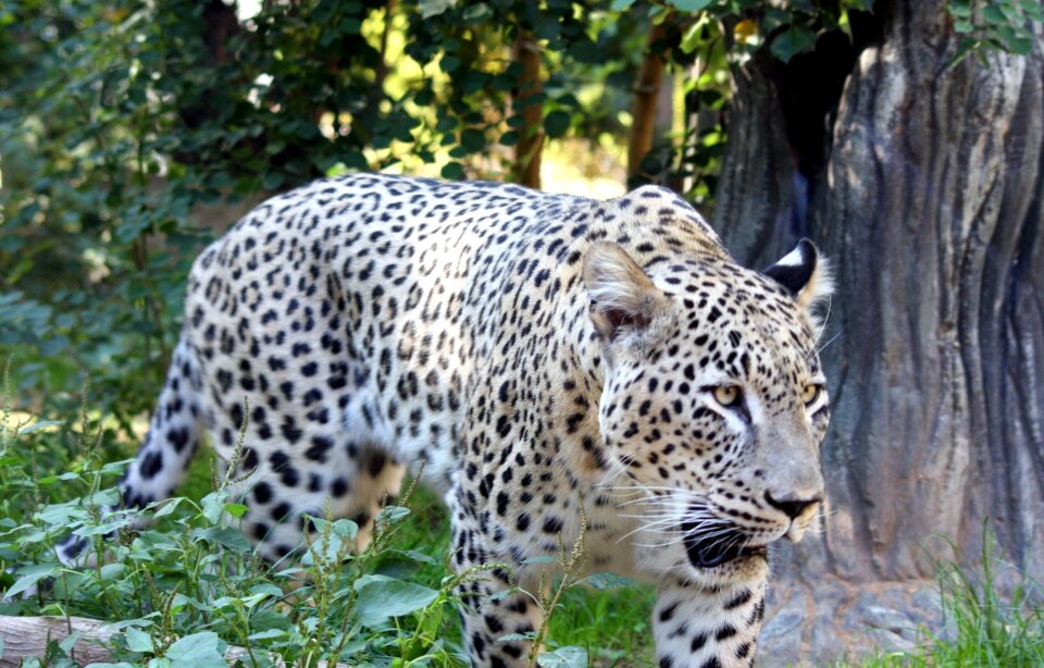 Persian tiger wildlife