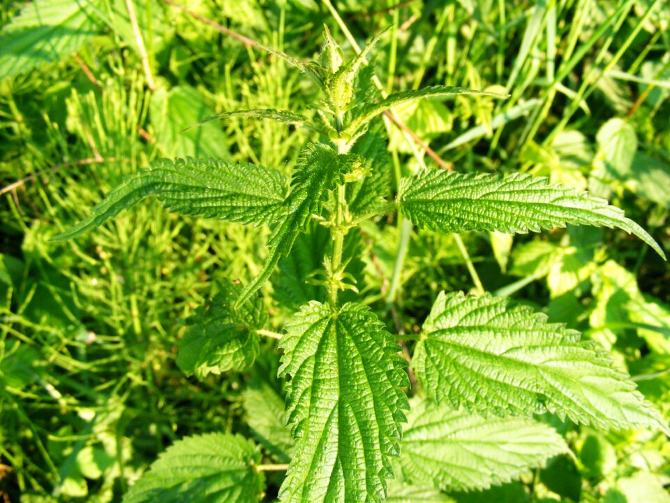 Nettle serotonin stinging