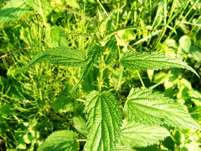 Nettle serotonin stinging