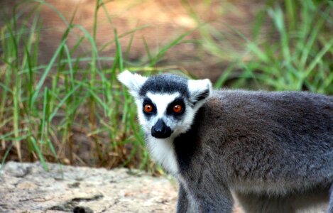 Creature lemur lemur catta