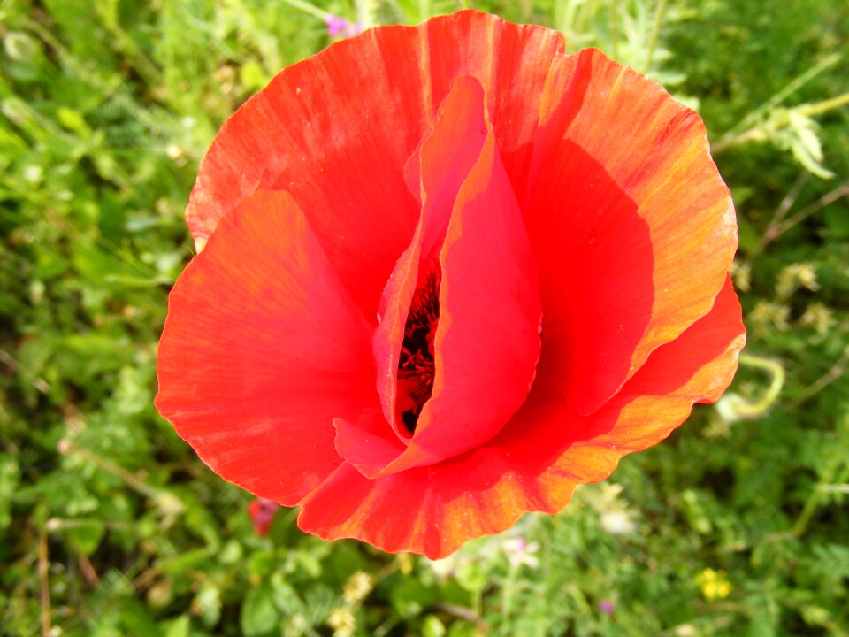 Papaver poppy papaveraceae