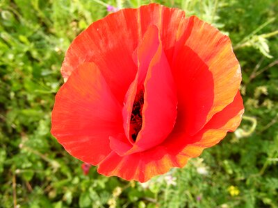 Papaver poppy papaveraceae photo