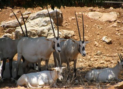 Wild oryx antelope animal photo