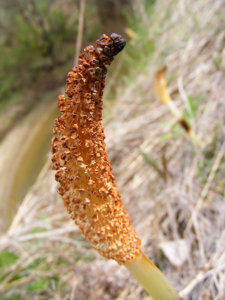 Field horsetail medicinal
