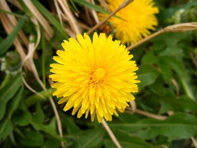 Dyspeptic flower fluff photo