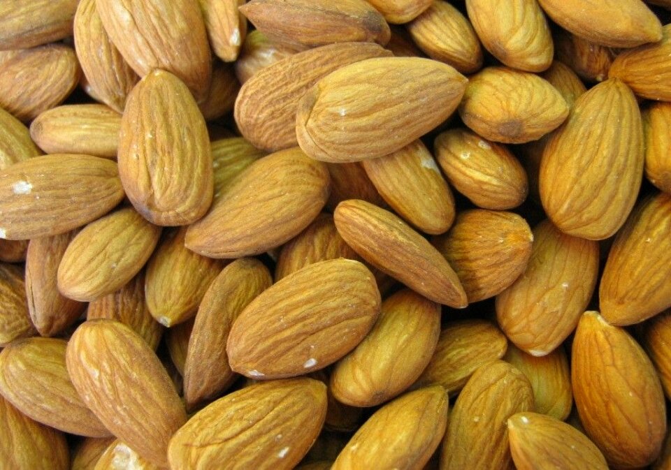 Amygdalus communis amygdalus dulcis seed
