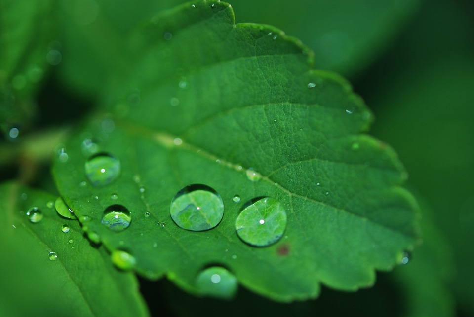 Dew drops nature