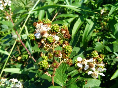 Green rosaceae rubus