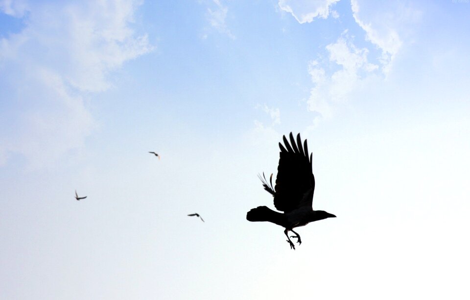 Clouds flying hawk