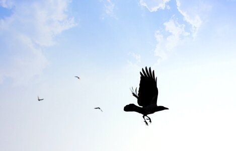 Clouds flying hawk