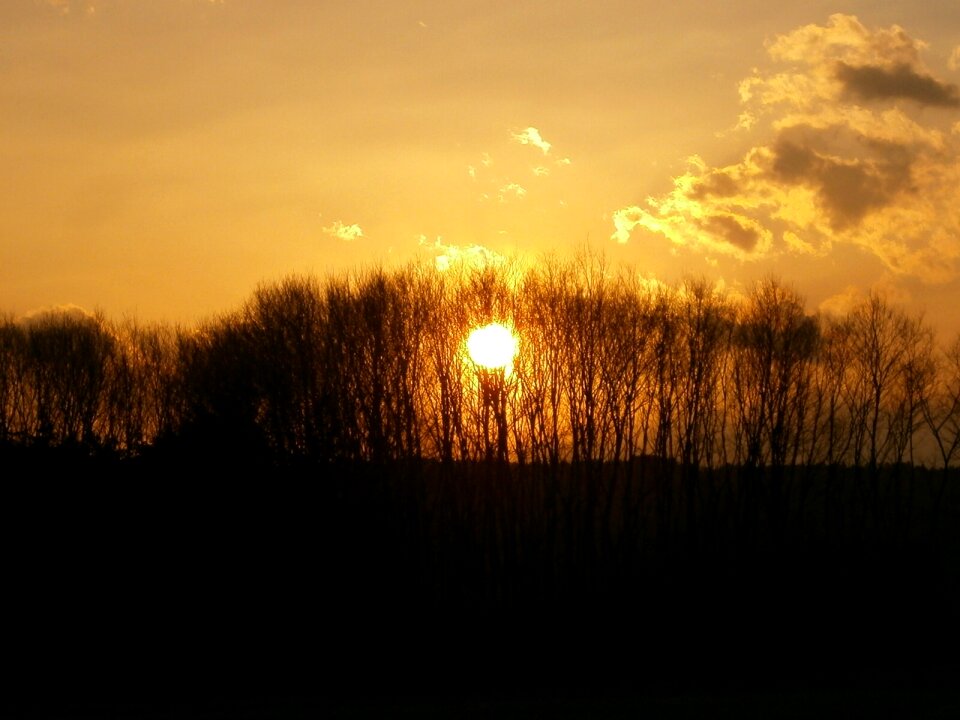 Evening sunset forest