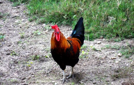 Hen male chicken rooster photo