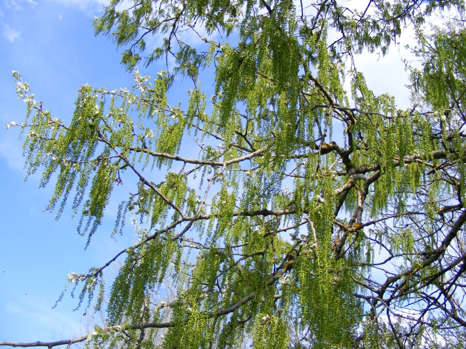 Salix sepulcralis spring