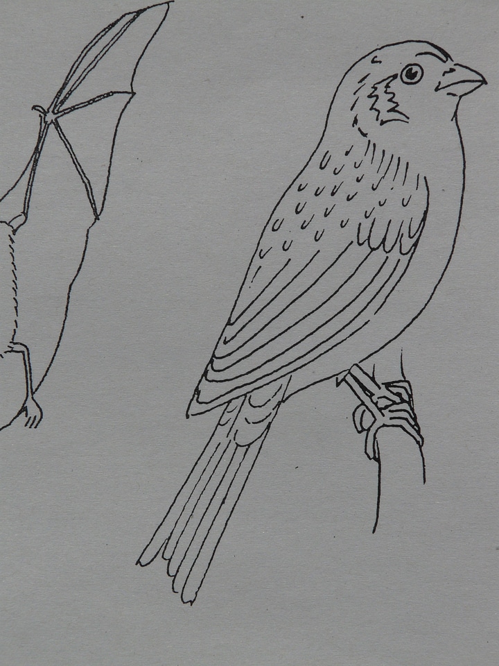 Coloring pages paint draw