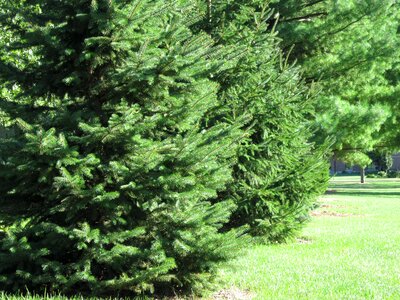 Pine tree grass photo