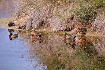 Ducks in winter peace stillness